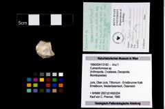 Foto (Objekt + Etikett) von Culmenformosa sp.  (NHMW-GEO-1990-0041-3182)